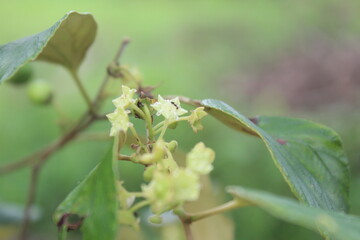 little flowers, buds, leaf and branch, details of plant, close up photography, Indonesia landscape, Indonesian Photography