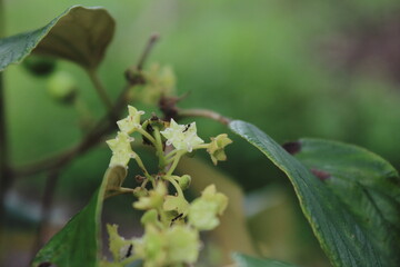 Little flowers, buds, green leaves and branch, details of plant, close up hotography, Indonesia landscape, Indonesian Photographer