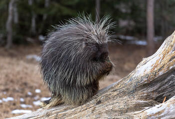 Porcupine during early Springtime