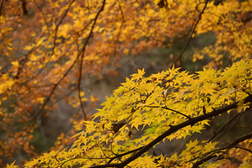 色鮮やかに色づく紅葉