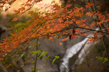 秋の太陽に照らされる紅葉と滝