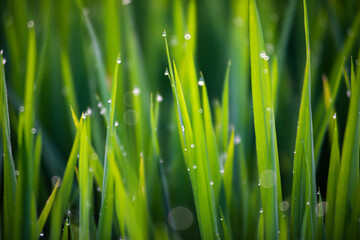green grass with dew 