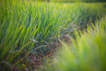 green grass with dew drops