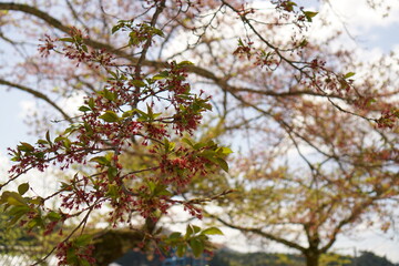 cherry blossom in spring