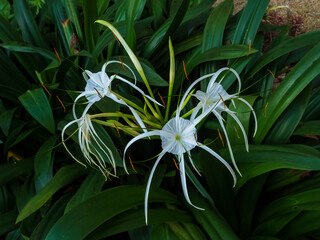 The Beach Spider Lily (Hymenocallis littoralis) is an upright growing strappy leaf bordering plant featuring lightly scented white flowers