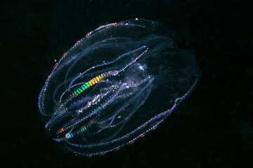 jellyfish in water