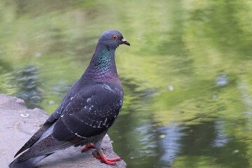 公園の池のそばにとまった鳩