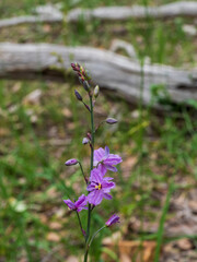 The flower of the Australian native plant known as a Chocolate Lily (Arthropodium strictum)