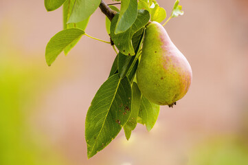 a delicious juicy pear on a tree in the seasonal garden