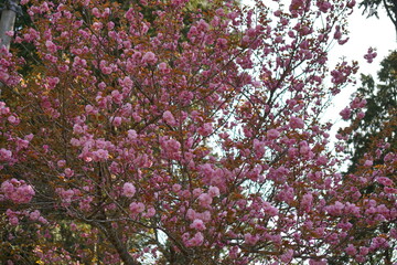 pink flowers background