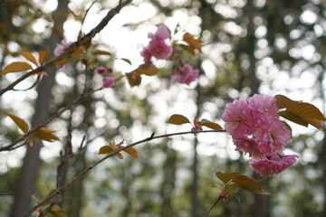 cherry blossom in spring
