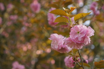 pink and white flowers