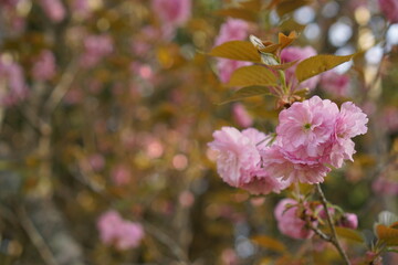 pink magnolia tree