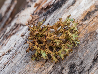 Coral Lichen of the Cladia genus