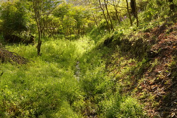 Obraz premium path in the forest