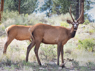 couple of elks in the Grand Canyon National Park with the mouth open 