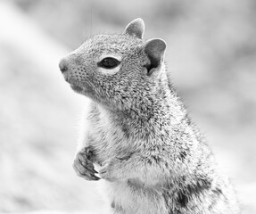 Obraz premium Black and white picture of squirrel on a rock waiting and thinking about food