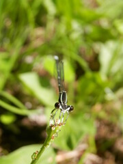 オオバコの花茎の先端にとまるイトトンボ