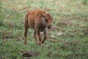 Little bison calf walks across the field on a summer day