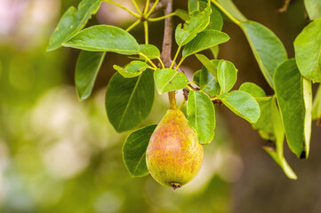 a delicious juicy pear on a tree in the seasonal garden