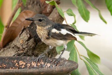 Young Oriental Magpie Robin  perching on feeding clay bowl