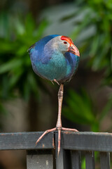 Purple Swamphen in resting pose by standing on one leg