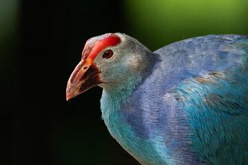 Close-up picture of colorful Purple Swamphen