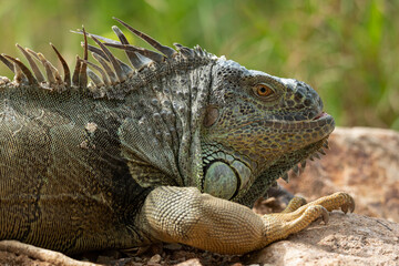 Close-up picture of Green Iguana lying on a rock