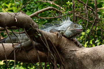 Green Iguana on a tree branch looking into a distance