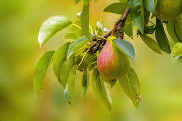a delicious juicy pear on a tree in the seasonal garden