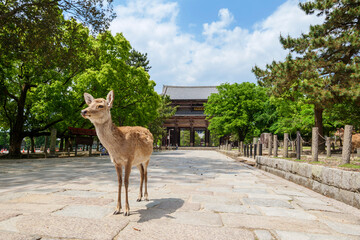 A deer stands at Todaiji Temple in Nara, Japan, on May 13, 2020, after a decline in tourism due to...