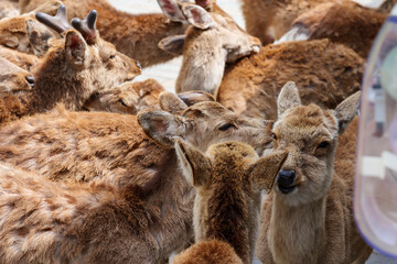 Deer sit and relax in front of a tourist-free souvenir shop in Nara, Japan, May 13, 2020, under a state of emergency declared by COVID-19.