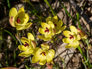The Rabbit Ears Sun Orchid (Thelymitra antennifera) also called the rabbit-eared sun orchid, lemon-scented sun orchid or vanilla orchid is a species of orchid which is native to Australia.