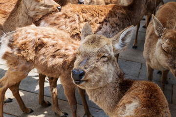 Deer sit and relax in front of a tourist-free souvenir shop in Nara, Japan, May 13, 2020, under a...