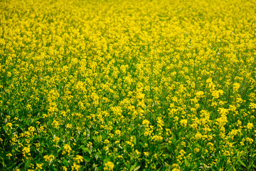 field of yellow rapeseed flower