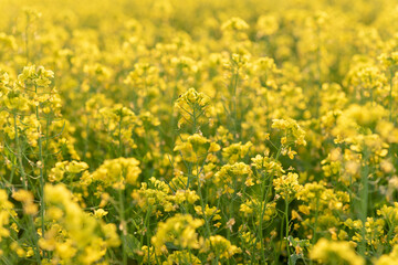 field of yellow flowers