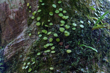 A round green plant that grows on an old large tree in the forest.