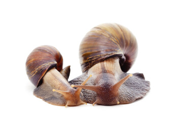 Two beautiful snails.