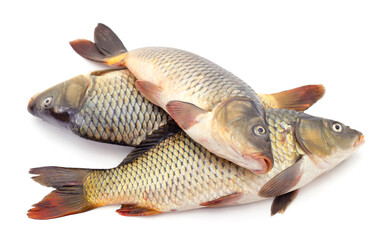 Two beautiful crucians.