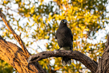 A Pied Currawong in a Tree