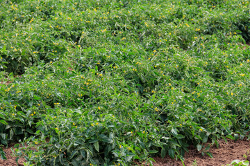 Fototapeta na wymiar Green tomato plants growing on agricultural field
