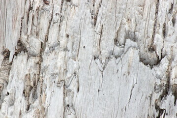 Obraz premium dry tree