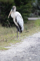 Wood Stork on side of a road