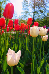 red tulips in the garden