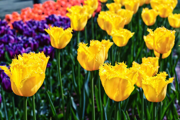 yellow and red tulips in spring