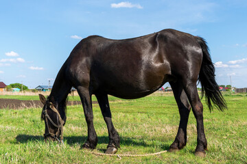 pregnant black horse in a meadow against a blue sky.