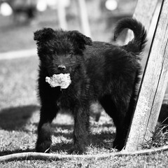 Verspieltes Hundebaby