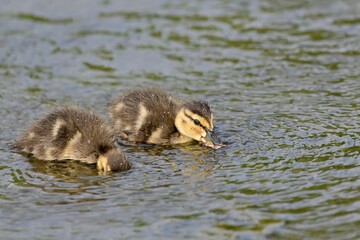 夢中で食べるマガモの幼鳥たち