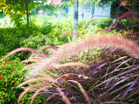 flowers in the garden