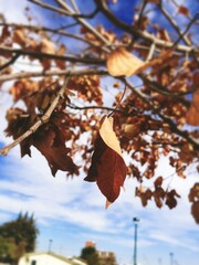 autumn leaves against blue sky